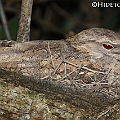 Papuan Frogmouth (female) in Centenary Lakes (Hibiscus tiliaceus)　パプアガマグチヨタカ<br />Canon EOS 7D + EF70-200 F4.0L + EF1.4xII + SPEEDLITE 580EXII